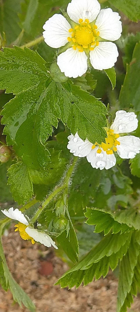 strawberry