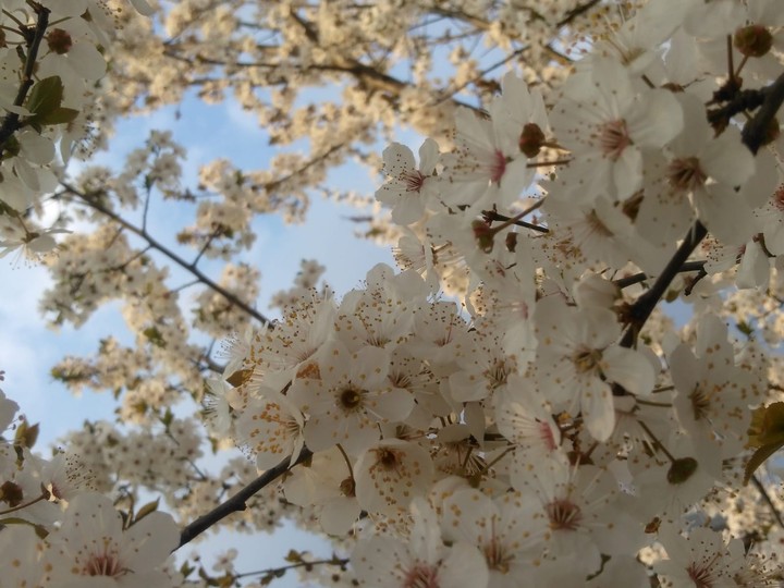 Spring in Romania??