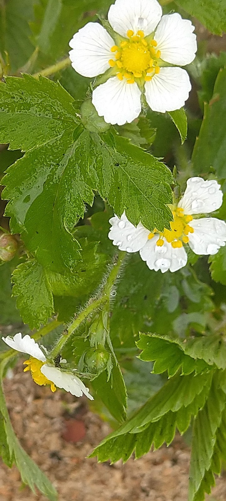 strawberry
