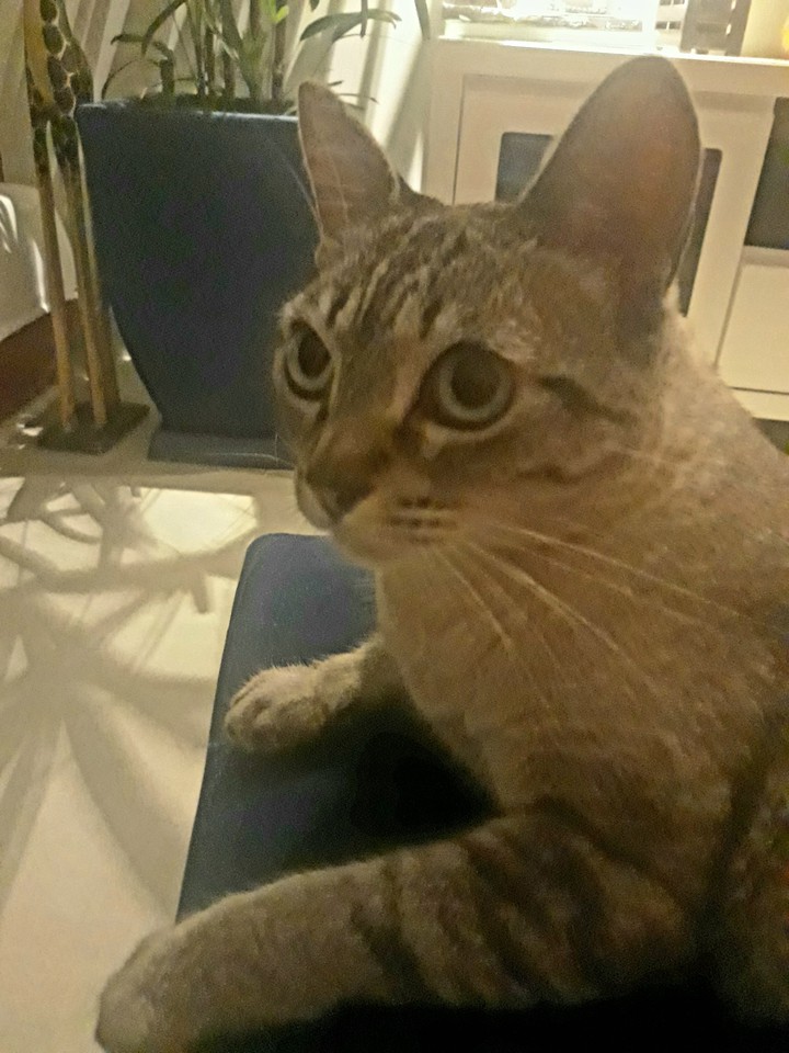 Chuchu