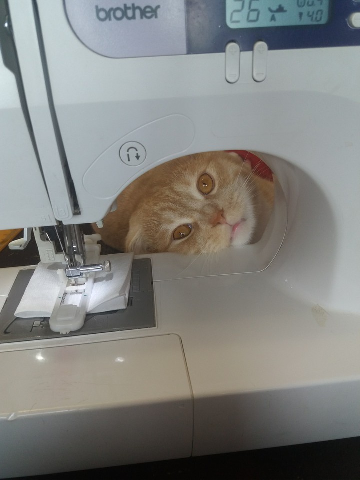 без кота и работы не будет)