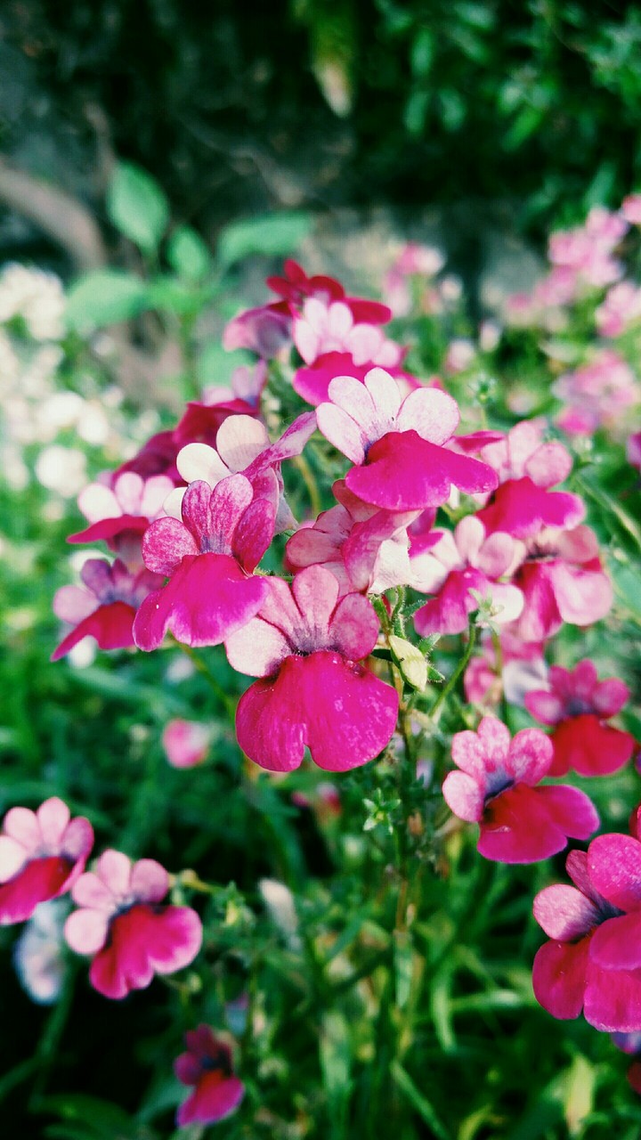 pink flowers