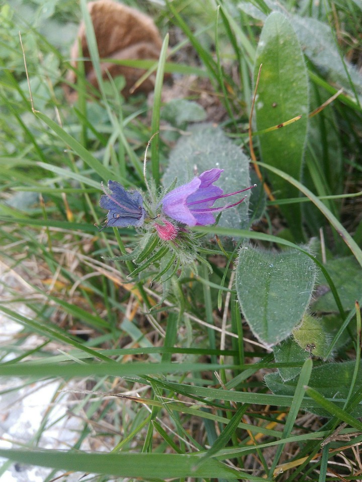 purple flower