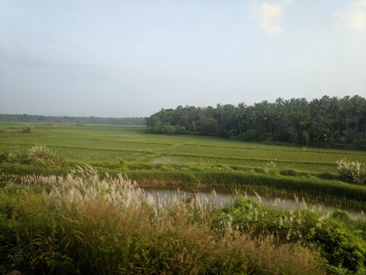 Paddy field