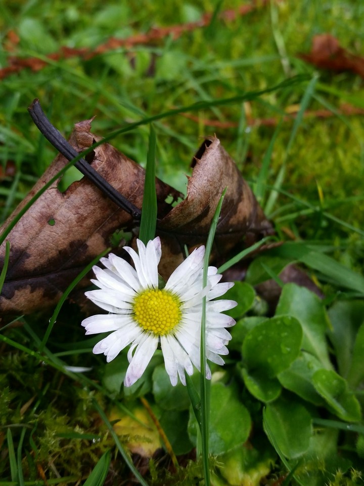 daisy 