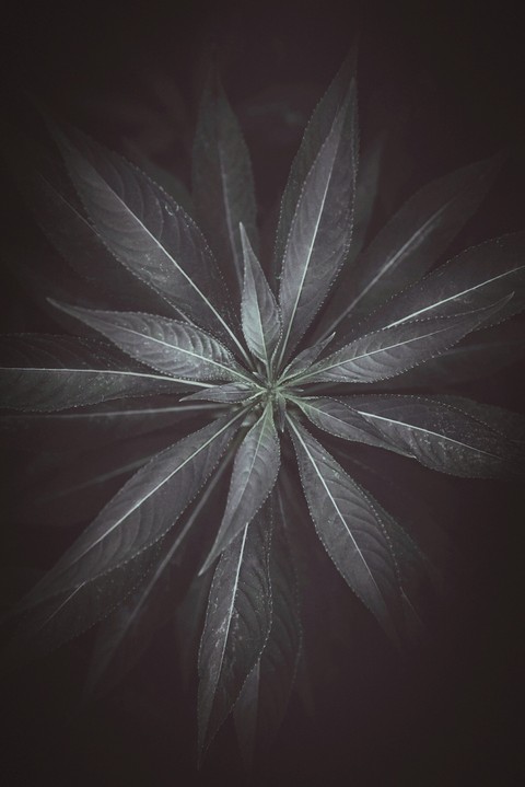 blackleaf