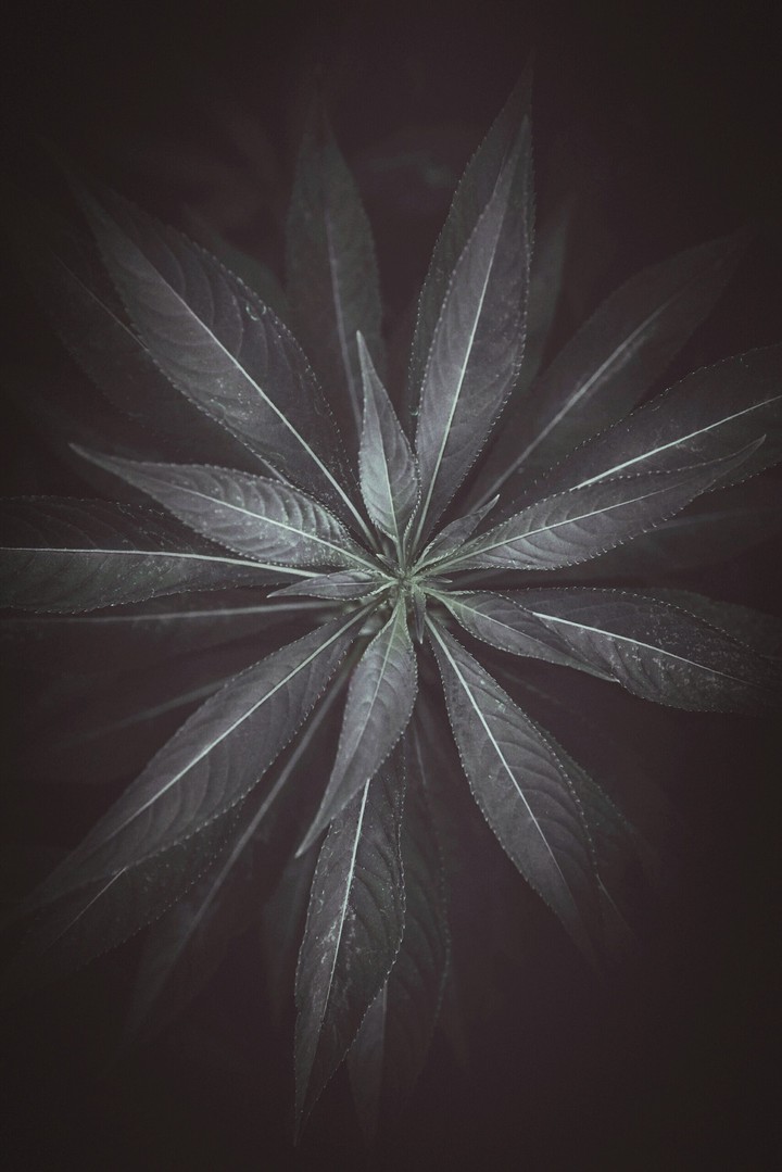 blackleaf