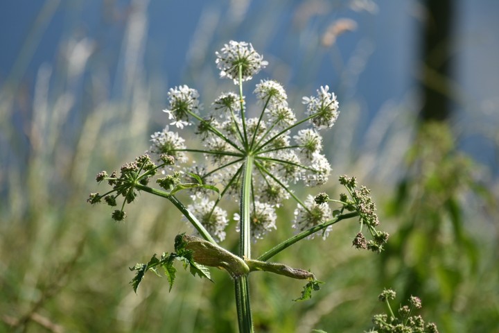 Hogweed