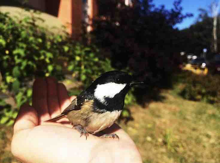 a bird is on the hand