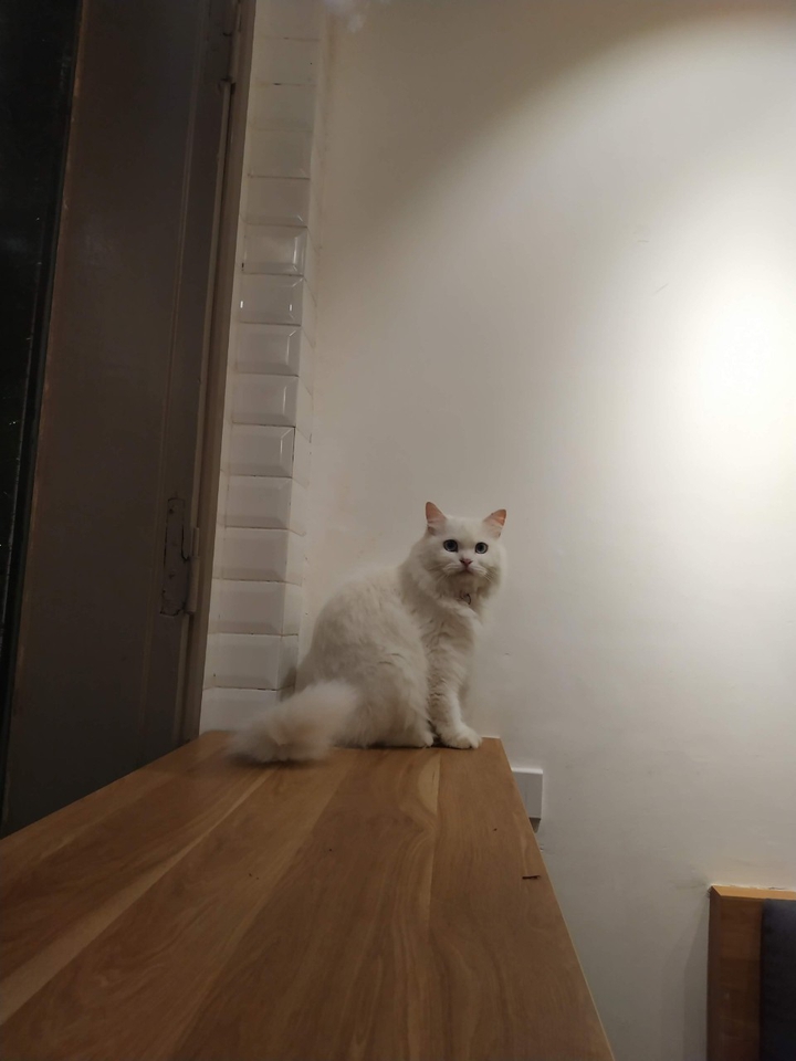 cat