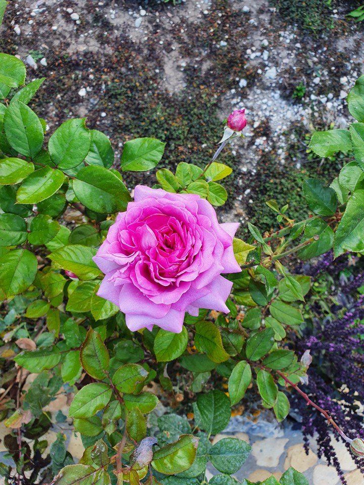rose