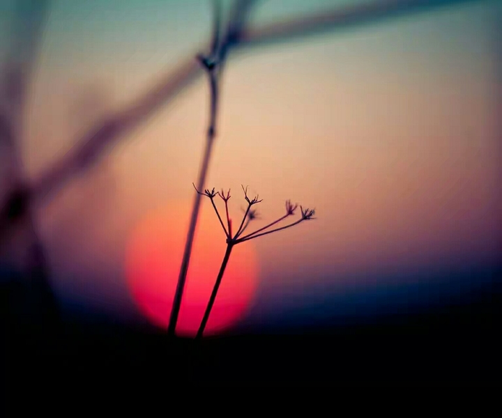 Red Sunset
