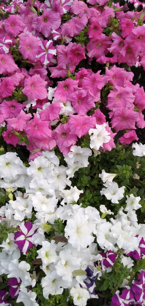 petunia