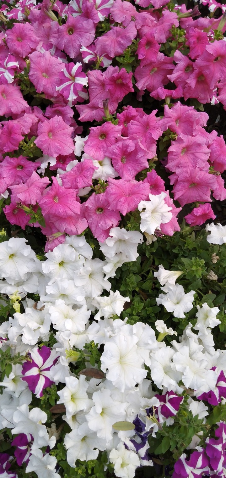 petunia