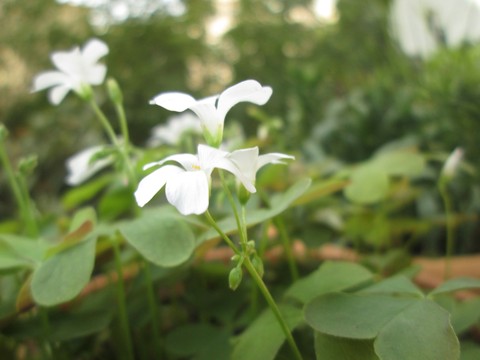 beatiful sleep flowers