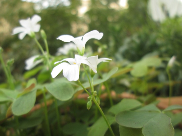 beatiful sleep flowers