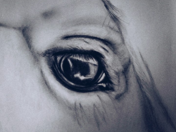 horse