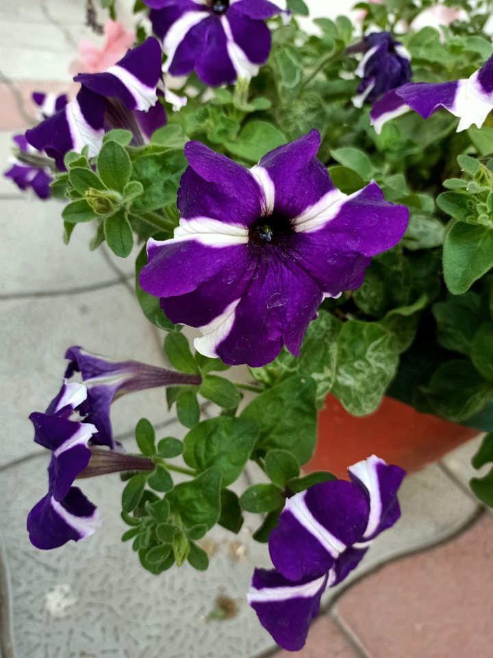 flower