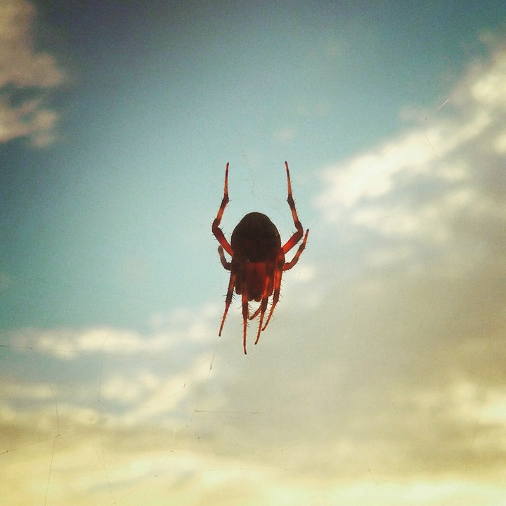 Sky Spider