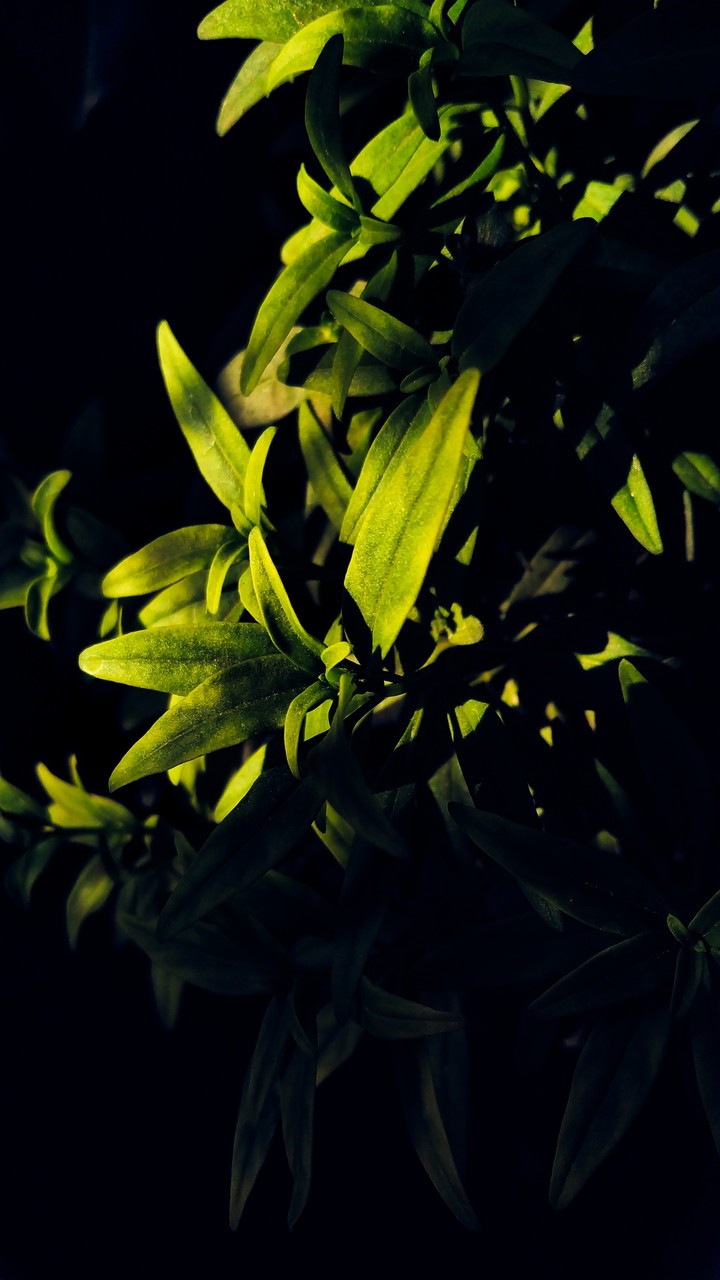 green tree