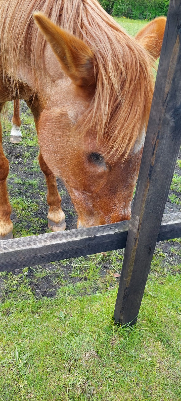 poor thing only has one eye!!!