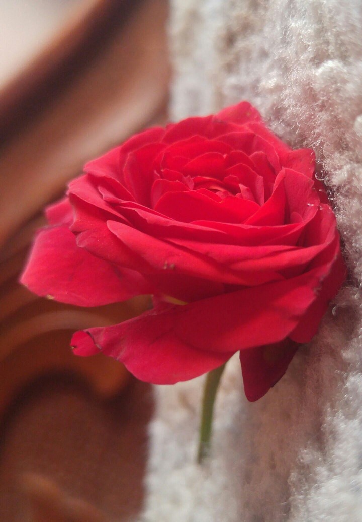 rose