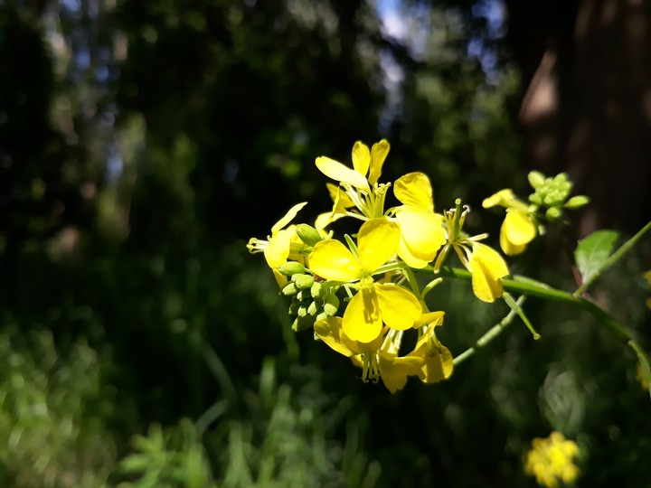 yellow