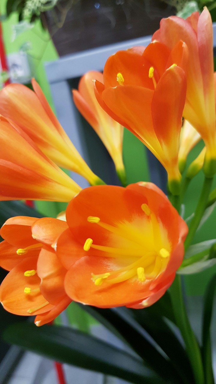 Clivia