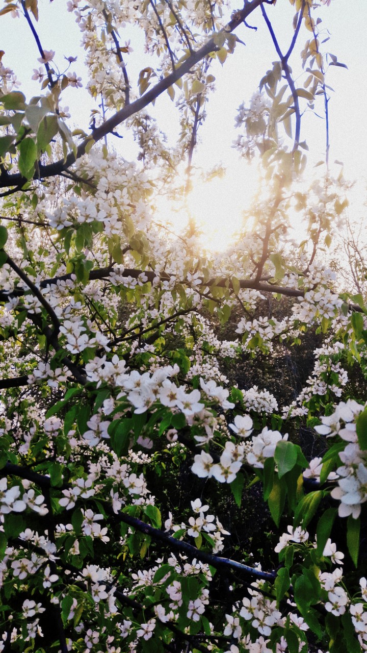 Spring?
