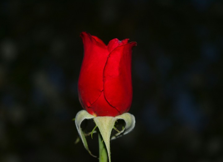 red rose just for you