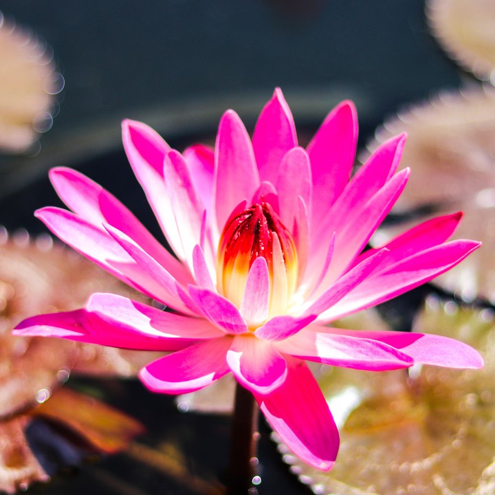 Lotus