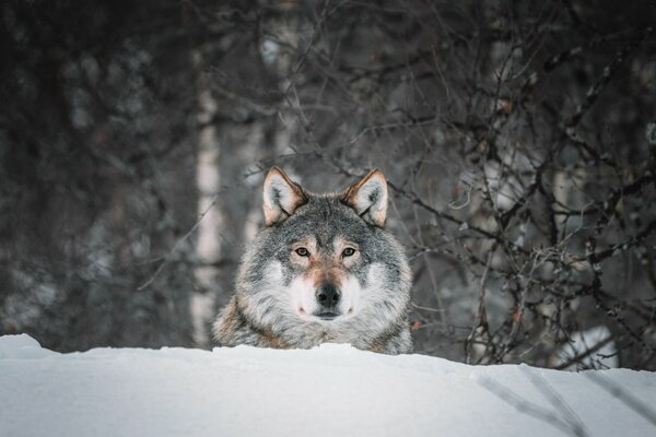 wolf