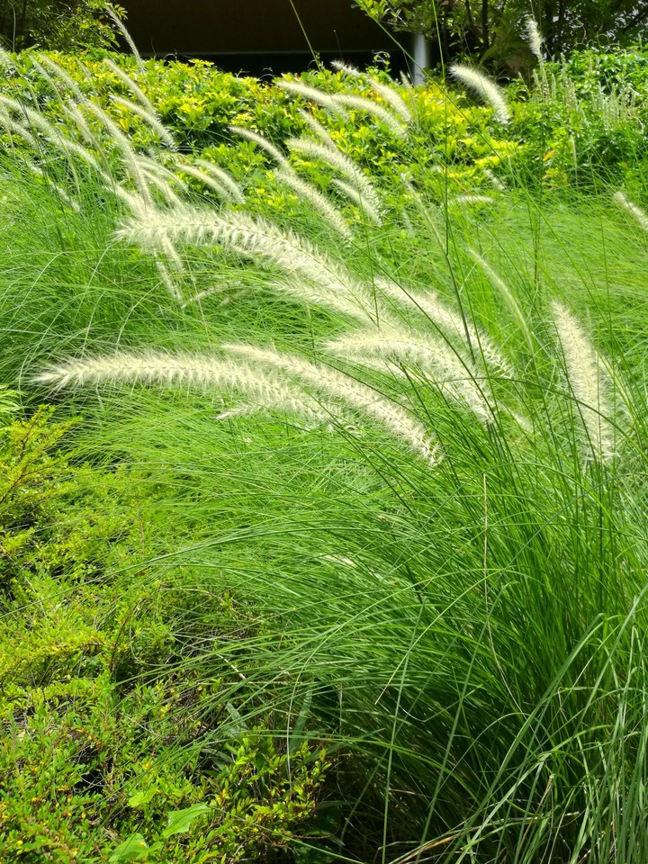 grass