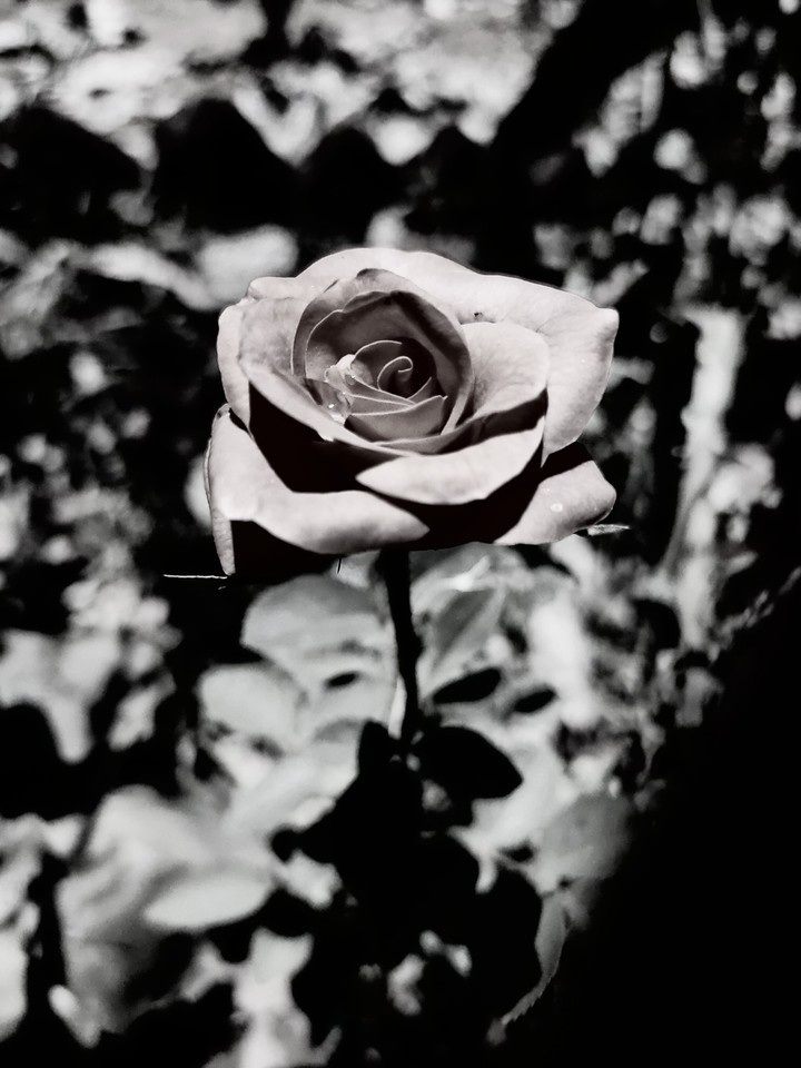 the rose in the darkness