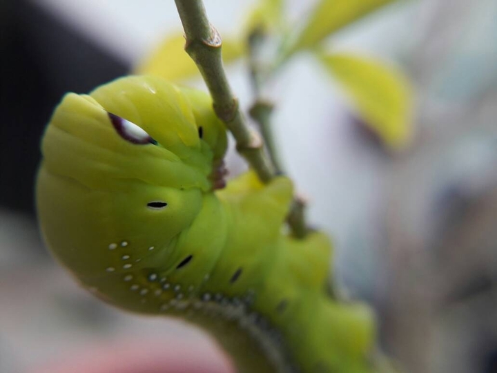 Catepillar