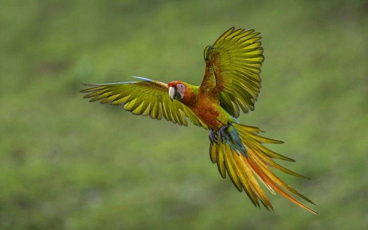 parrot