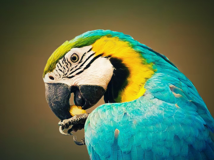 macaw