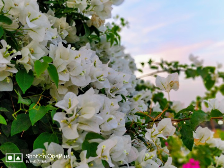 The white flower of a blameless life..