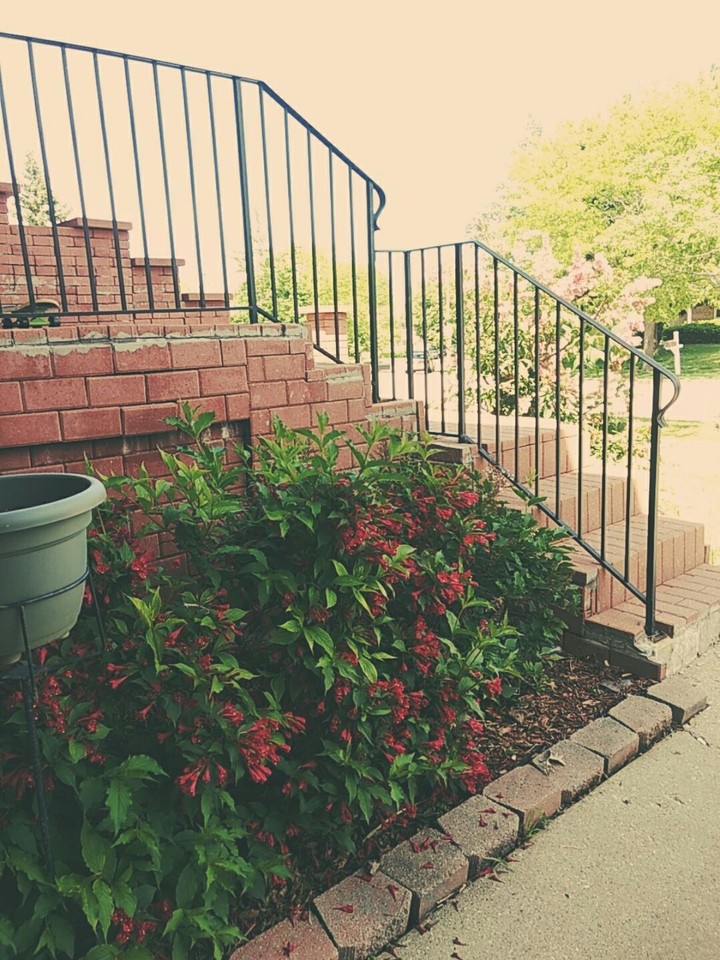 Flower bush