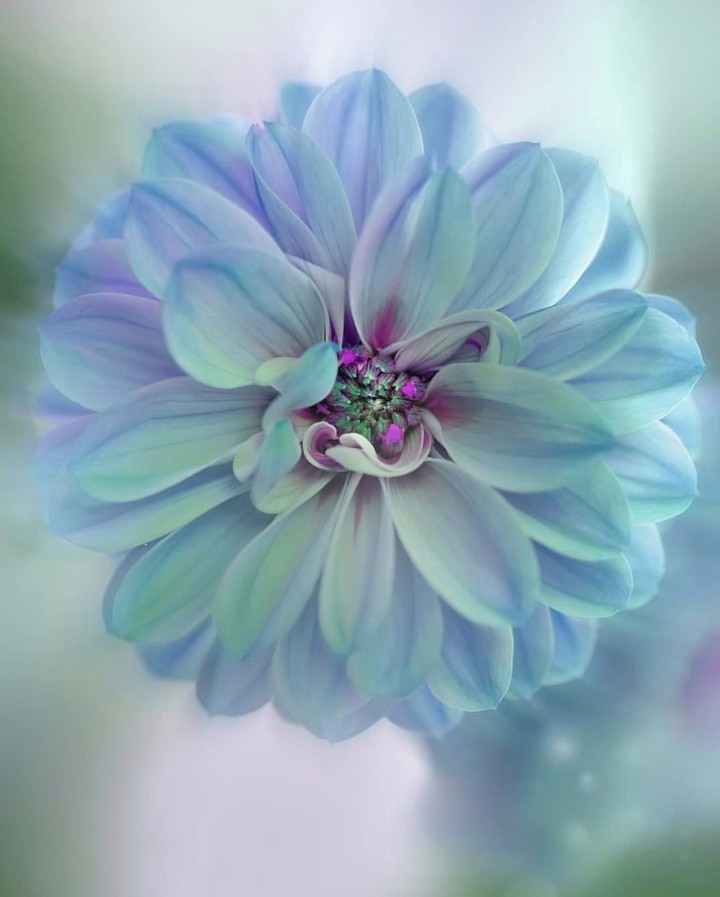 flowers super