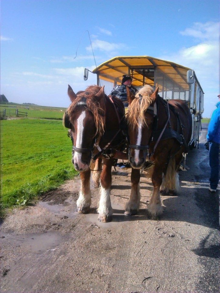 Kutschfahrt an der Nordsee