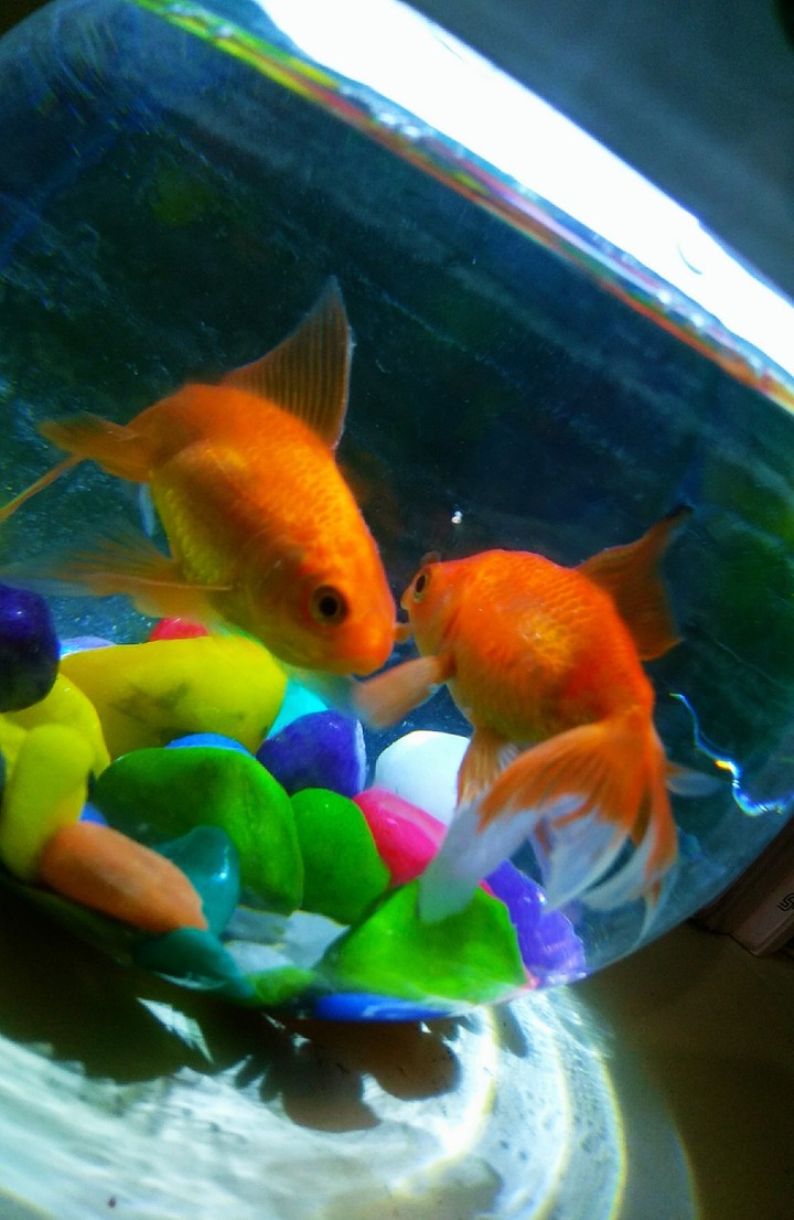 Fishes in the bowl