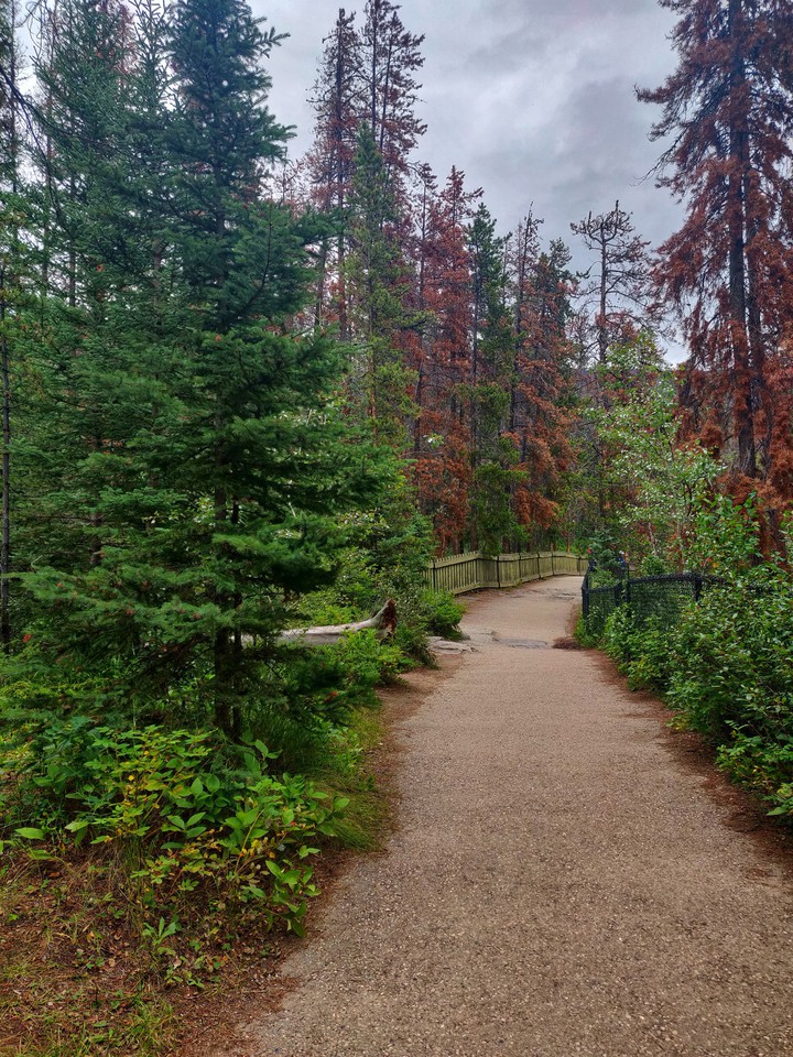 beautiful path