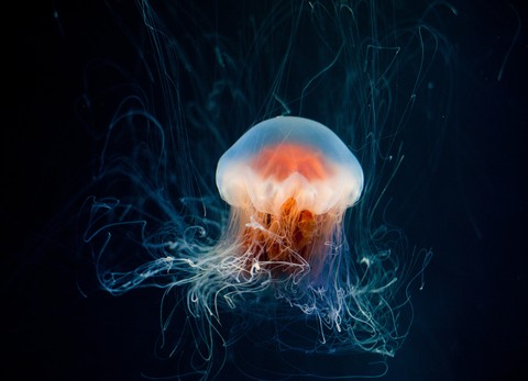 sfondi underwater, liquid