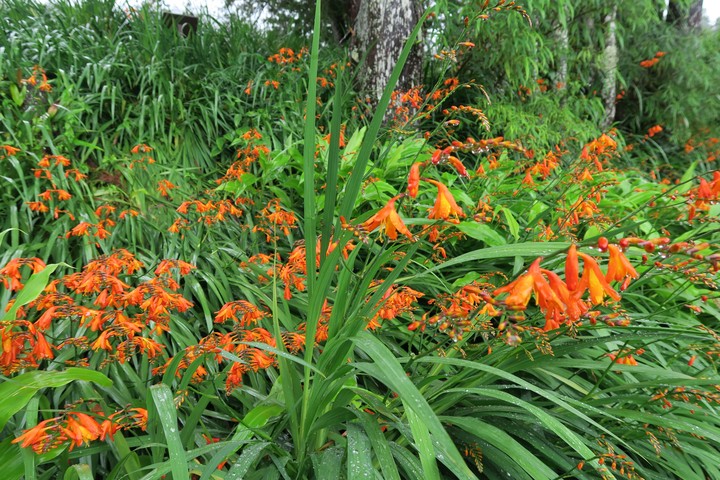 Orange flowers