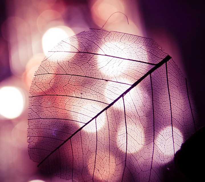 Tree leafs