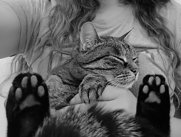 little cat 