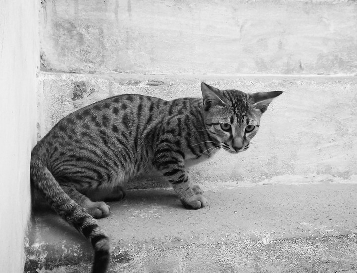 cat love