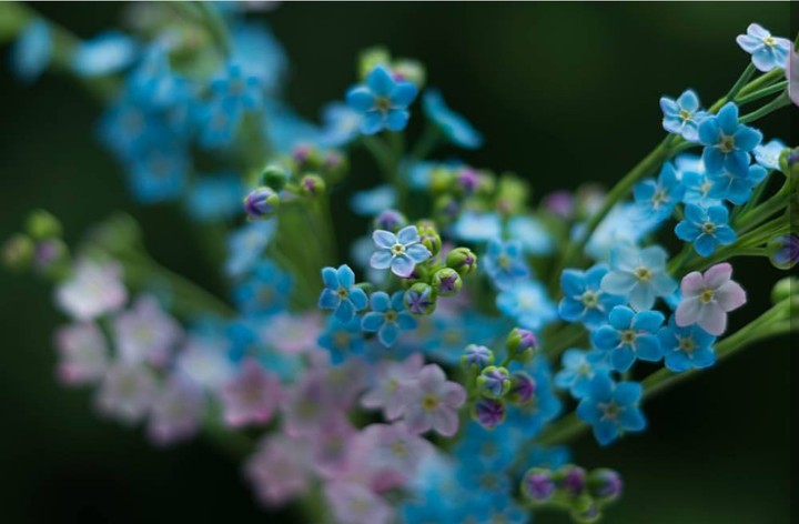 forget-me-not