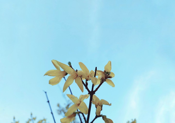 Yellow flowers